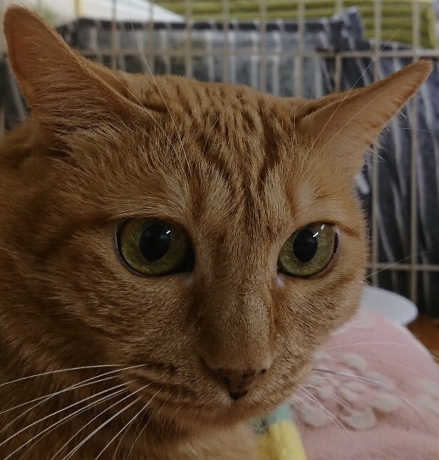 🐾里親様募集中🐾雑種猫のちび茶ちゃん💕2019,9,6